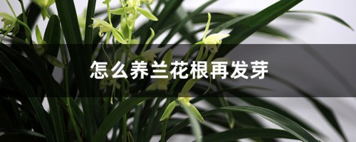 怎么养兰花根能再发芽，有芽了怎么种植