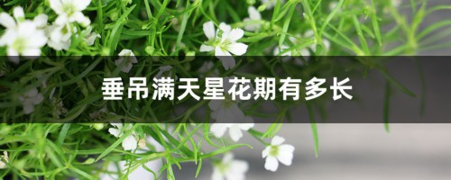 垂吊满天星花期有多长，花语和寓意是什么