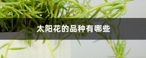 太阳花的品种有哪些