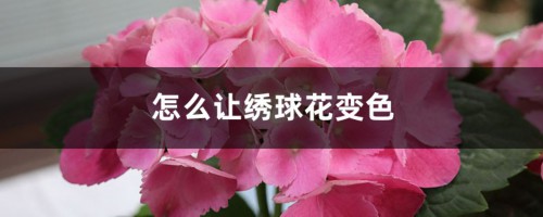 怎么让绣球花变色，变色的原因