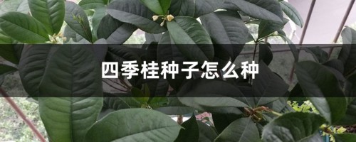 四季桂种子怎么种