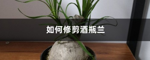 如何修剪酒瓶兰，这样剪才好看啊！