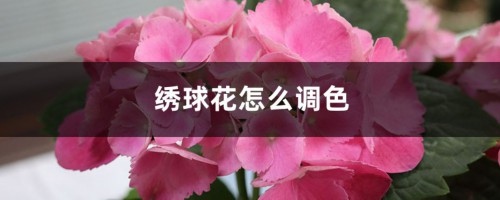 绣球花怎么调色