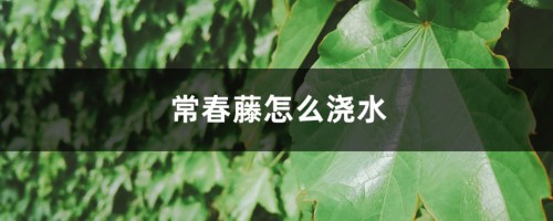 常春藤怎么浇水